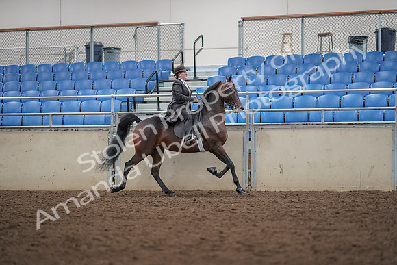 2019 Morgan Horse Show - Aug 30, 2019 - 28078