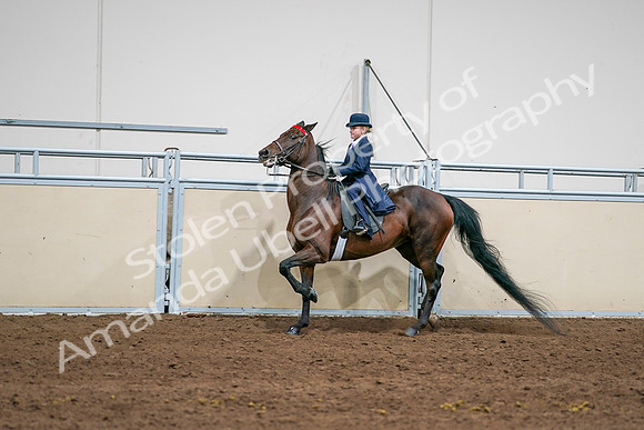 2020 - AB Morgan Horse - Sun, Sept 06 - 08143