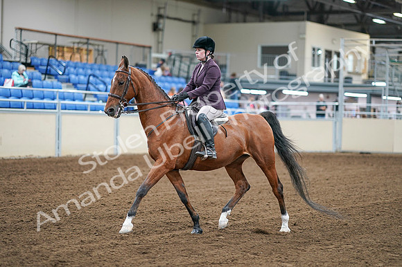 2020 - AB Morgan Horse - Fri, Sept 04 - 02218