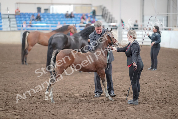 2019 Morgan Horse Show - Aug 31, 2019 - 00925