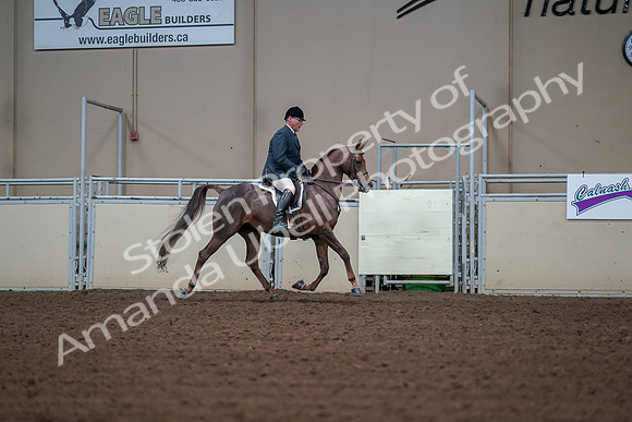 2019 Morgan Horse Show - Aug 30, 2019 - 17643