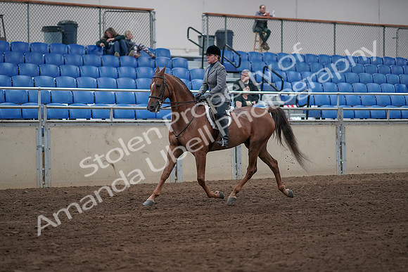 2019 Morgan Horse Show - Sept 01, 2019 - 12297