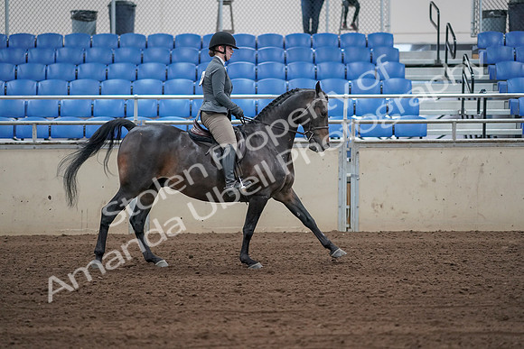 2019 Morgan Horse Show - Sept 01, 2019 - 11067