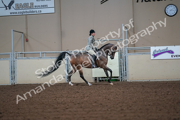 2019 Morgan Horse Show - Aug 30, 2019 - 17519