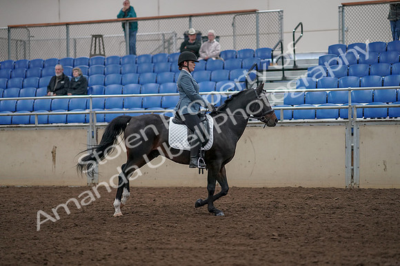 2019 Morgan Horse Show - Aug 31, 2019 - 07505