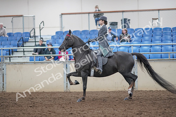 2019 Morgan Horse Show - Aug 31, 2019 - 09391