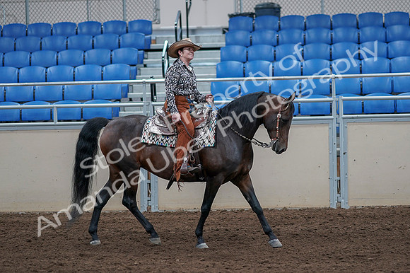 2020 - AB Morgan Horse - Fri, Sept 04 - 00111
