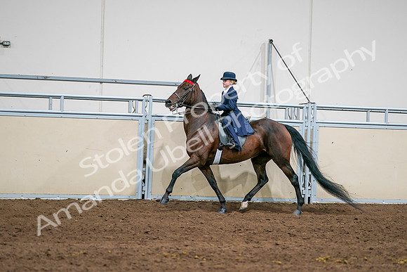 2020 - AB Morgan Horse - Sun, Sept 06 - 08146