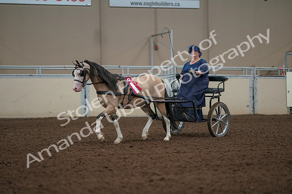 2019 Morgan Horse Show - Aug 31, 2019 - 04600