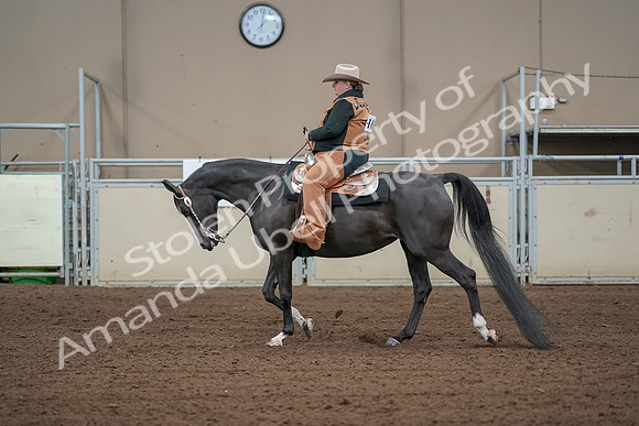2019 Morgan Horse Show - Aug 31, 2019 - 06072