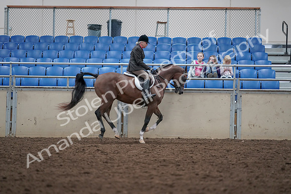 2019 Morgan Horse Show - Aug 31, 2019 - 16140
