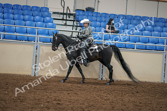 2020 - AB Morgan Horse - Fri, Sept 04 - 03555