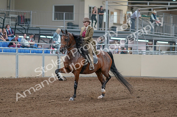 2020 - AB Morgan Horse - Fri, Sept 04 - 11136