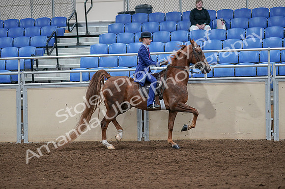 2020 - AB Morgan Horse - Fri, Sept 04 - 05257