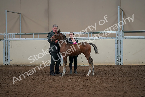 2019 Morgan Horse Show - Aug 30, 2019 - 24838