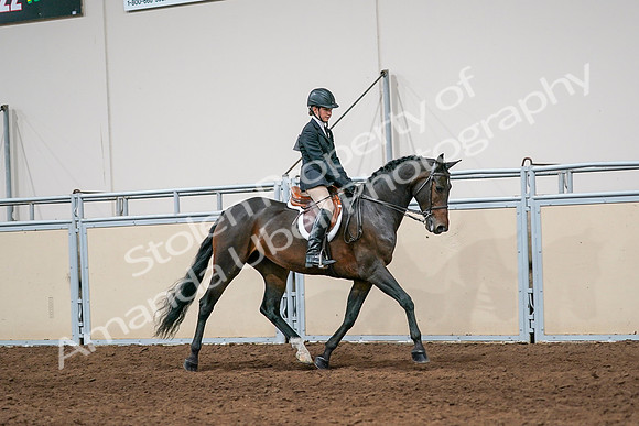 2020 - AB Morgan Horse - Sun, Sept 06 - 08075