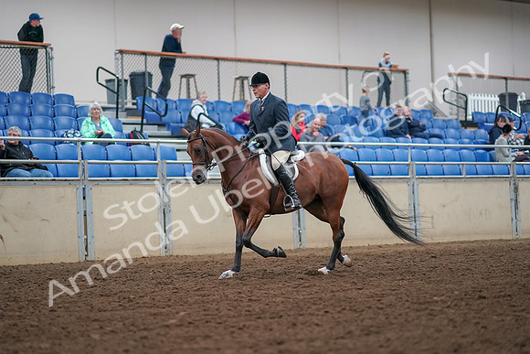 2019 Morgan Horse Show - Aug 30, 2019 - 16266