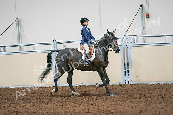 2020 - AB Morgan Horse - Sun, Sept 06 - 08035