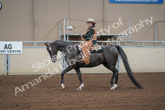2019 Morgan Horse Show - Aug 31, 2019 - 06061