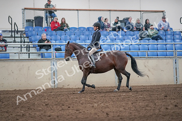2019 Morgan Horse Show - Aug 31, 2019 - 19424