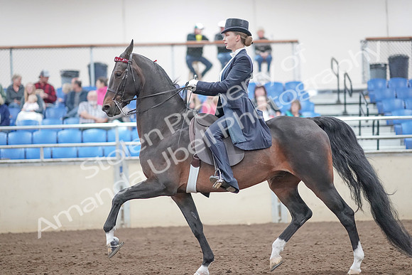 2019 Morgan Horse Show - Aug 31, 2019 - 20472
