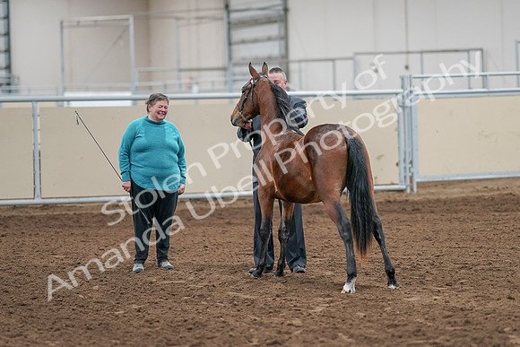 2020 - AB Morgan Horse - Sat, Sept 05 - 00112