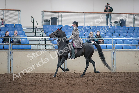 2019 Morgan Horse Show - Aug 31, 2019 - 09314