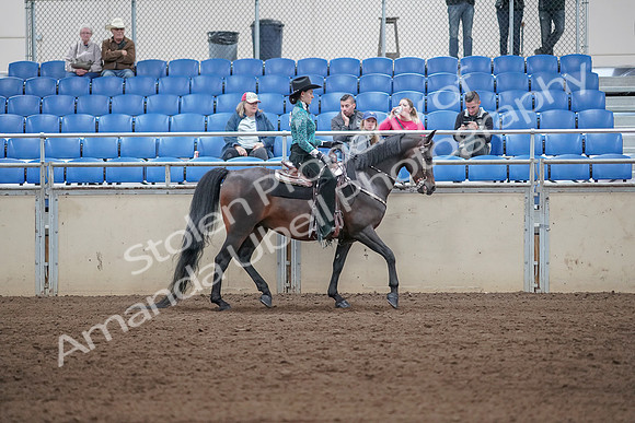 2019 Morgan Horse Show - Sept 01, 2019 - 07123