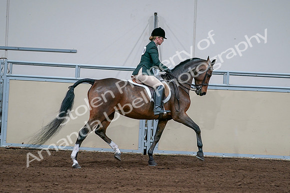 2020 - AB Morgan Horse - Fri, Sept 04 - 01767