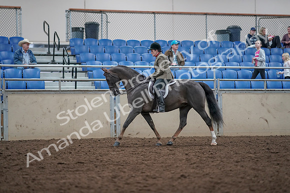 2019 Morgan Horse Show - Aug 31, 2019 - 14924