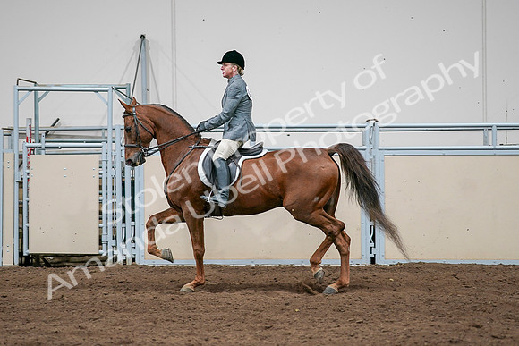 2020 - AB Morgan Horse - Sat, Sept 05 - 03044