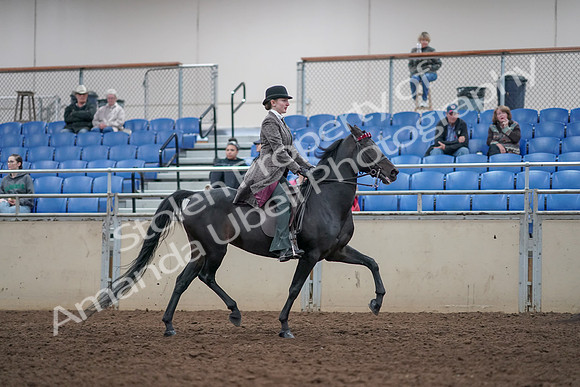 2019 Morgan Horse Show - Aug 31, 2019 - 09652