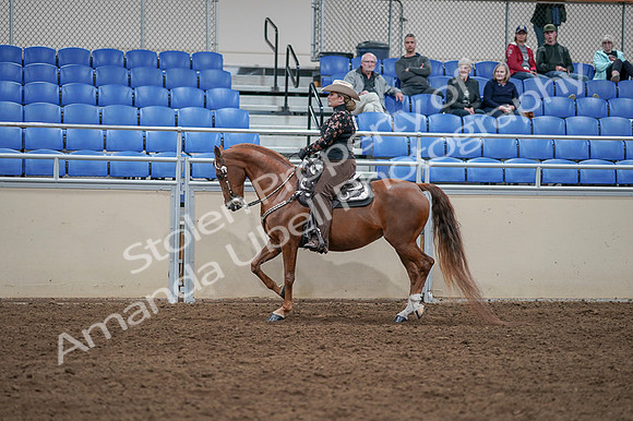 2020 - AB Morgan Horse - Fri, Sept 04 - 08344