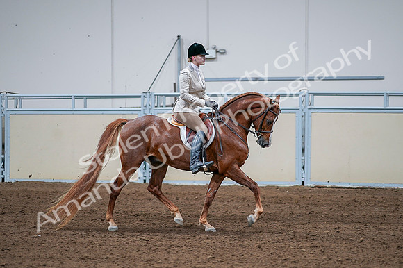 2020 - AB Morgan Horse - Fri, Sept 04 - 01837