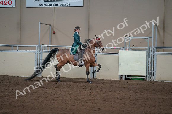 2019 Morgan Horse Show - Sept 01, 2019 - 13314