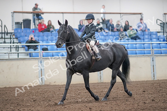 2019 Morgan Horse Show - Aug 31, 2019 - 19405