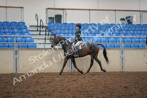 2019 Morgan Horse Show - Aug 30, 2019 - 23119