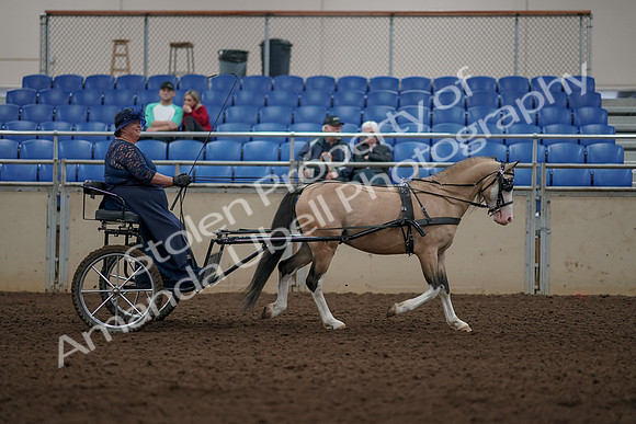 2019 Morgan Horse Show - Aug 31, 2019 - 04453