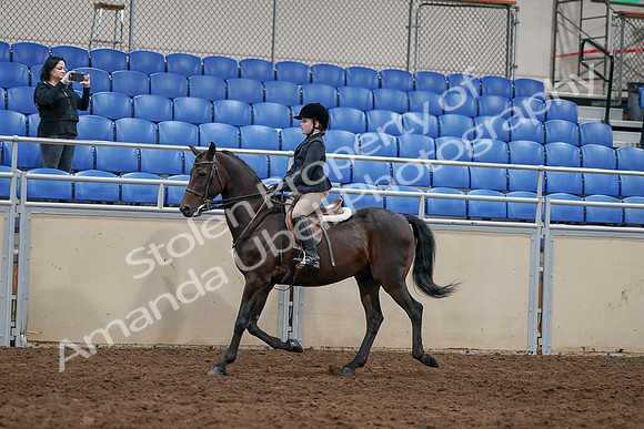 2020 - AB Morgan Horse - Sun, Sept 06 - 07817