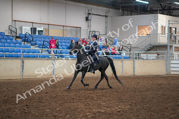 2019 Morgan Horse Show - Aug 30, 2019 - 12161