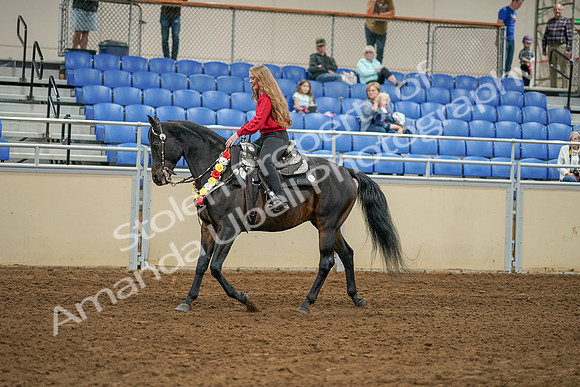 2020 - AB Morgan Horse - Sat, Sept 05 - 10367