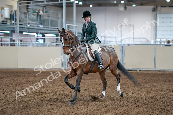 2020 - AB Morgan Horse - Fri, Sept 04 - 01489