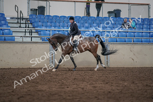 2019 Morgan Horse Show - Sept 01, 2019 - 08725