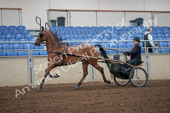 2019 Morgan Horse Show - Aug 30, 2019 - 13318