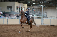 2020 - AB Morgan Horse - Fri, Sept 04 - 11071
