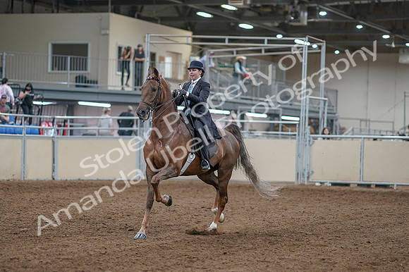 2020 - AB Morgan Horse - Fri, Sept 04 - 11071