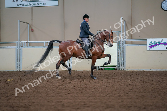2019 Morgan Horse Show - Aug 30, 2019 - 20735