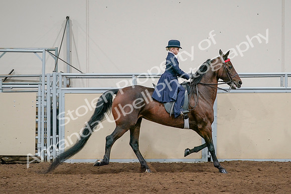 2020 - AB Morgan Horse - Sat, Sept 05 - 04857