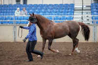 2019 Morgan Horse Show - Aug 31, 2019 - 02922