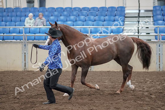 2019 Morgan Horse Show - Aug 31, 2019 - 02922